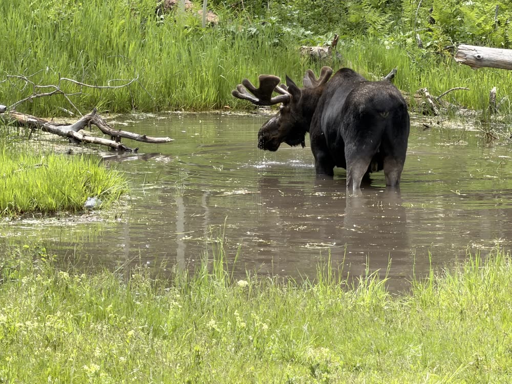 A bull moose standing in a shallow mountain pond